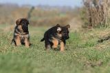 BERGER ALLEMAND 608